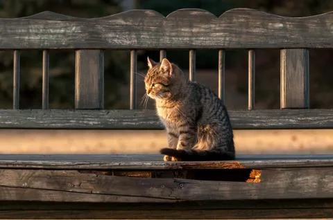 A housecat sitting on a bench in a backyard Stock Photos