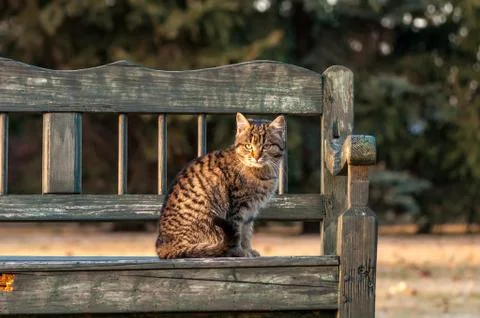 A housecat sitting on a bench in a backyard Stock-Fotos