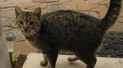 Housecat walking up to camera Stock Footage 33729539
