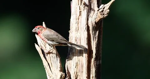 HouseFinch Stock Photos
