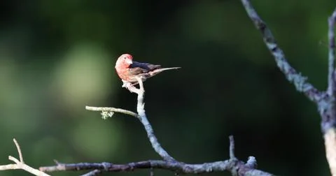 HouseFinch Stock Photos