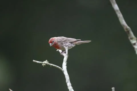 HouseFinch Stock Photos