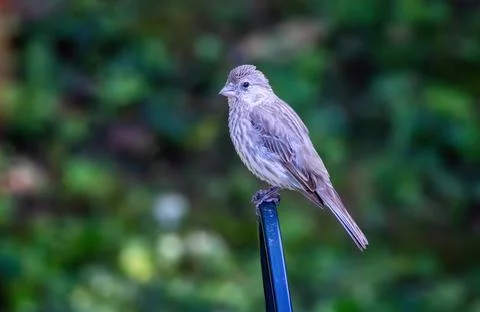 Housefinch Stock Photos