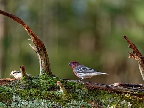 HouseFinch Stock Photos