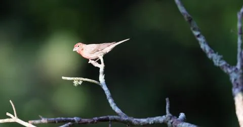 HouseFinch2 Stock Photos