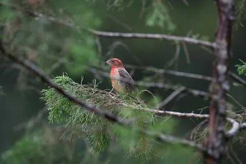 HouseFinch3 Stock Photos
