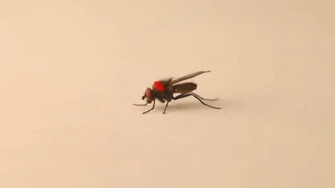 Housefly carrying a Phoretic Mite (Mites and Ticks) House fly. Insects, parasite Stock Footage 201784531