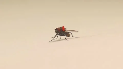 Housefly carrying a Phoretic Mite (Mites and Ticks) House fly. Insects, parasite Stock Footage 201786077