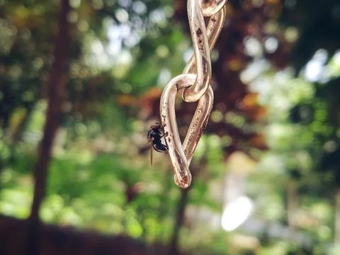Housefly on a chain Stock Photos
