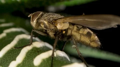 Housefly Closeup on Plant Leaf. Stock Footage 307264606