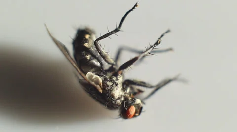Housefly dead Stock Footage 30596481
