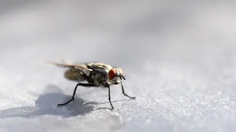 Housefly on a dusty surface. Stock Footage 171448034