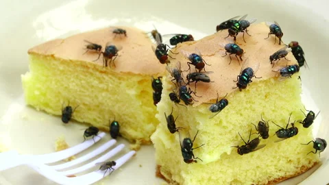 Housefly eating bakery 스톡 동영상 291103214