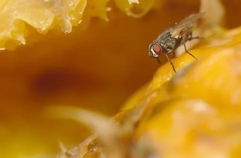 Housefly, eating pineapple scraps in a compost bin Foto stock