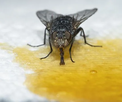 Housefly eats spilled honey Stock Photos