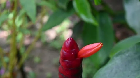 Housefly on the flower Video stock 237479758