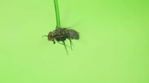Housefly flying on green background to study flight. insect isolated. bug. Stock Footage 245350190