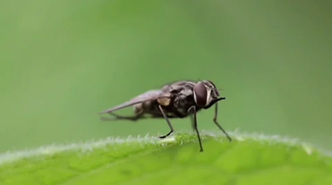 Housefly Stock Footage 27498158