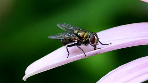 Housefly 動画素材 197995980