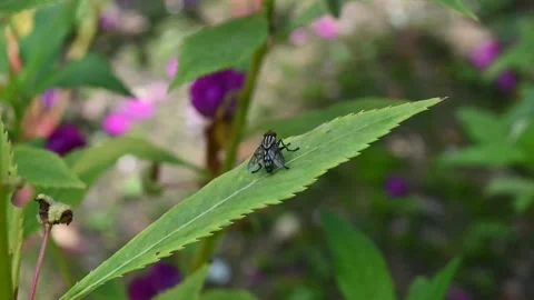 Housefly Stock Footage 237479113