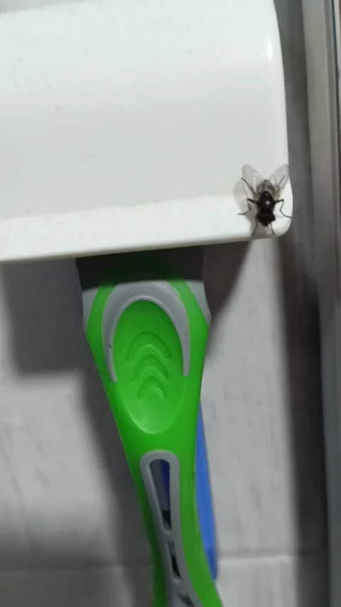 Housefly Video stock 290944925