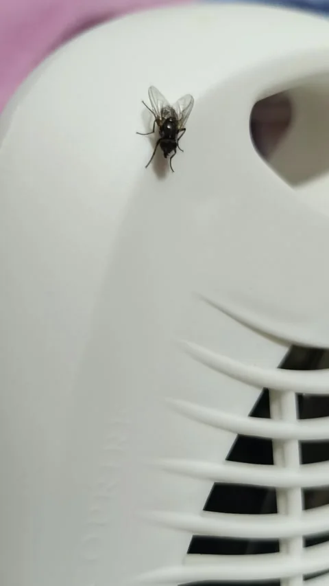 Housefly Video stock 290944962