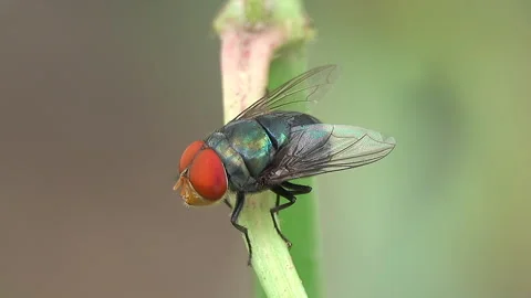 Housefly 스톡 동영상 291114718