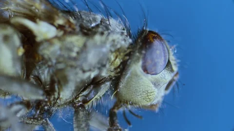 Housefly Stock Footage 321347850