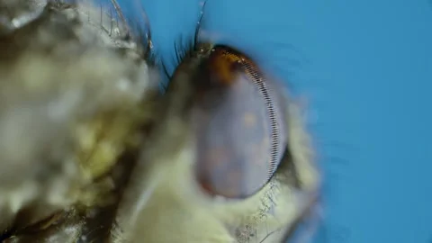 Housefly Stock Footage 321348623