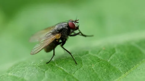 Housefly Stock Footage 333011246