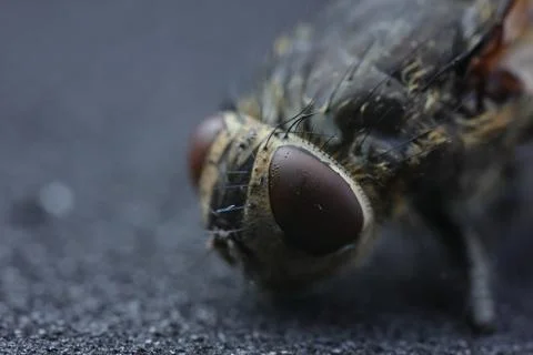 Housefly on gray background, macro view. Space for text Stockfoto's