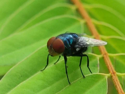 Housefly on green leaf surface closeup. Photos