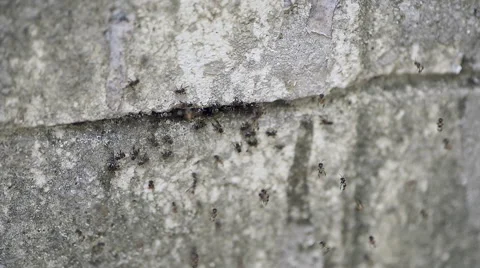 Housefly in hole of concrete wall Stock Footage 48705308