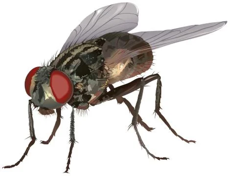 Housefly Stock Illustration
