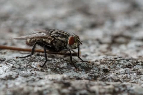 Housefly insect resting on granite surface Stock Photos