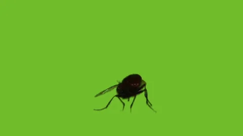Housefly isolated on the green screen Stock Footage 42673612