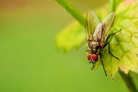 Housefly on a leaf Stock Photos
