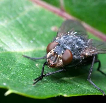 Housefly on leaf plants Stock Photos