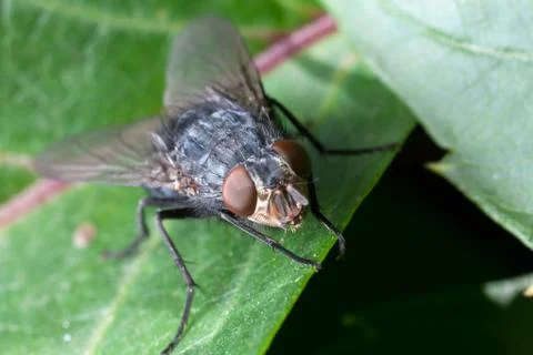 Housefly on leaf plants Stock Photos
