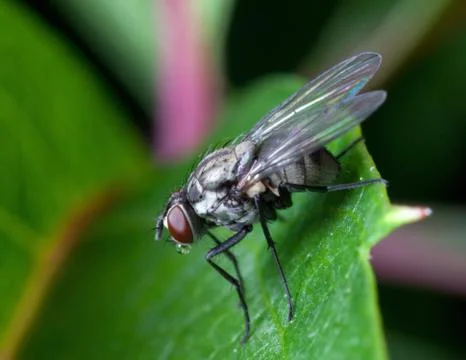 Housefly on leaf plants Stock Photos