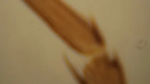 Housefly Leg Stock Footage 5862514