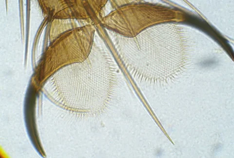 Housefly leg under a microscope. Musca palm extreme close up. Insect sting Stock Footage 186520294
