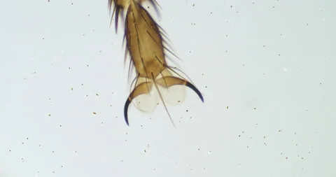 Housefly leg under a microscope. Musca palm with a sting and two nails Stock Footage 189234262