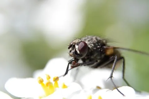 Housefly macro Stock Photos