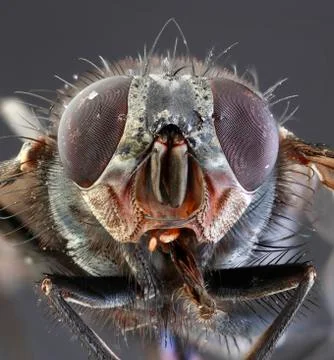 Housefly macro Stock Photos
