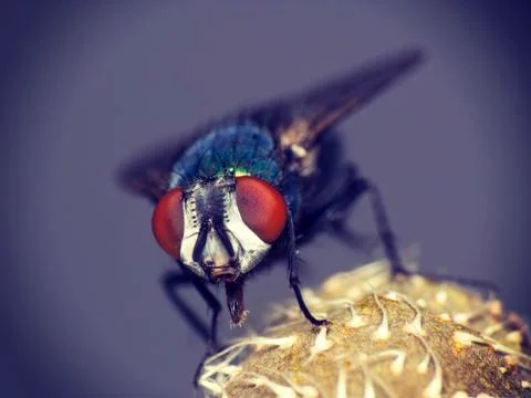 Housefly macro Foto stock