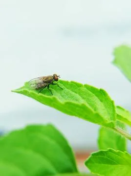Housefly Macro shot Stock Photos