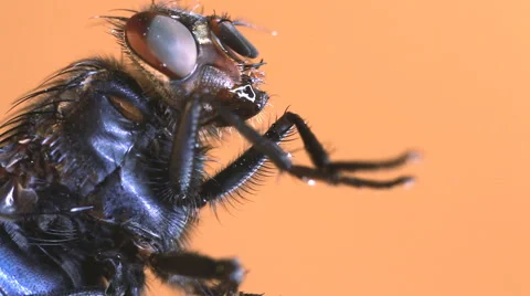 Housefly magnification Stock Footage 52435690