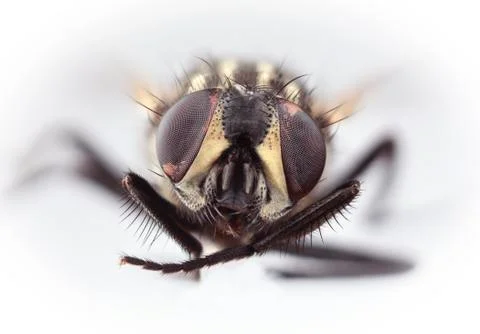 Housefly magnification Stock Photos