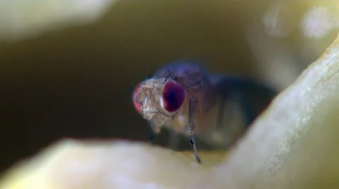Housefly musca macro Stock Footage
